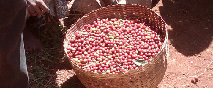 coffee_bags